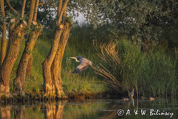 Czapla siwa, Ardea cinerea