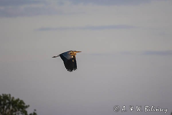 Czapla siwa, Ardea cinerea