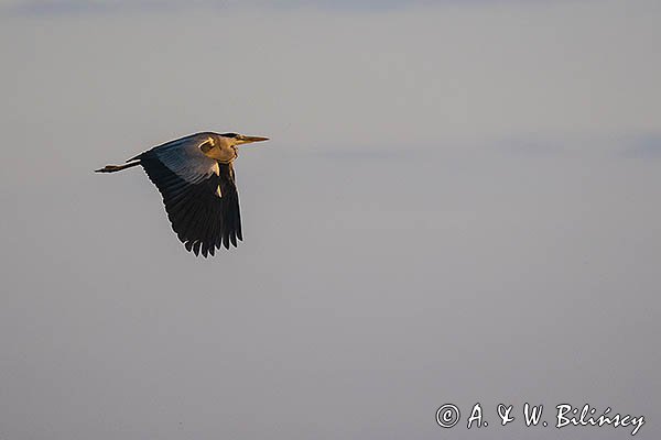 Czapla siwa, Ardea cinerea