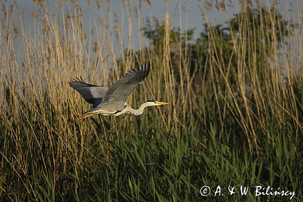 Czapla siwa, Ardea cinerea