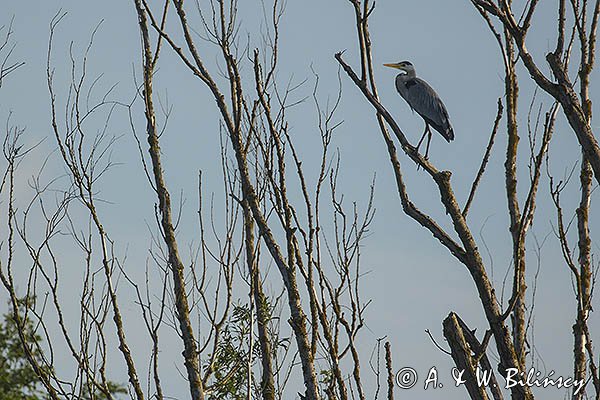 Czapla siwa, Ardea cinerea