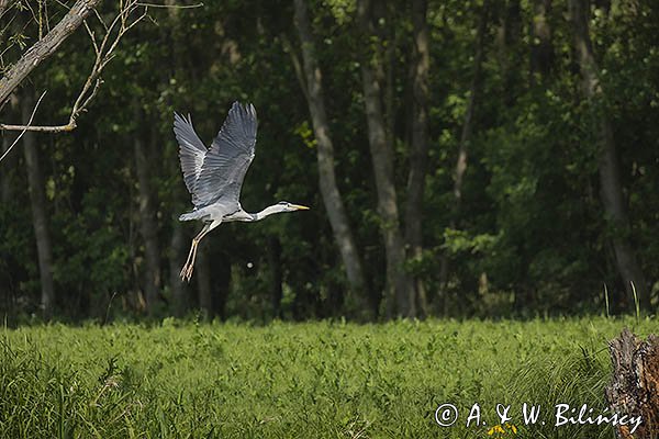 Czapla siwa, Ardea cinerea