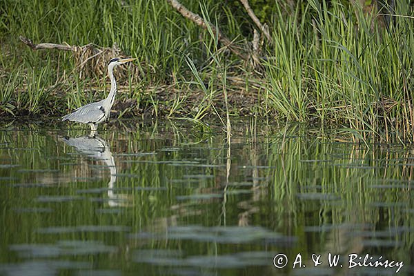 Czapla siwa, Ardea cinerea