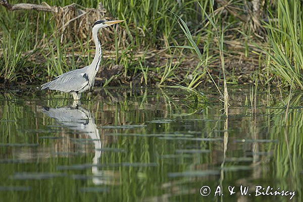 Czapla siwa, Ardea cinerea