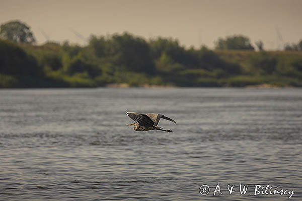 Czapla siwa, Ardea cinerea