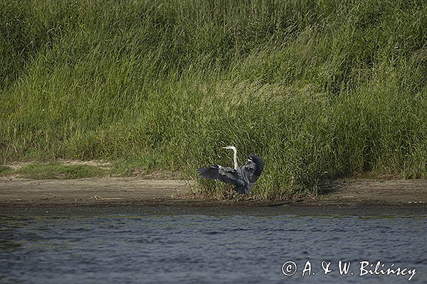 Czapla siwa, Ardea cinerea