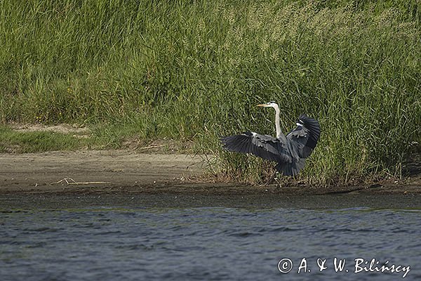 Czapla siwa, Ardea cinerea