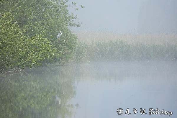 Czapla siwa, Ardea cinerea