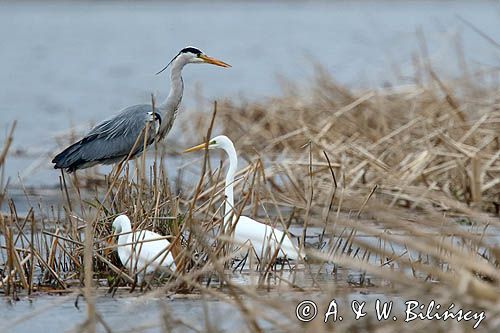 czapla siwa Ardea cinerea i czapla biała, Casmerodius albus, Ardea alba, Egretta alba