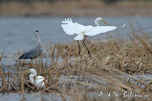 czapla siwa Ardea cinerea i czapla biała, Casmerodius albus, Ardea alba, Egretta alba