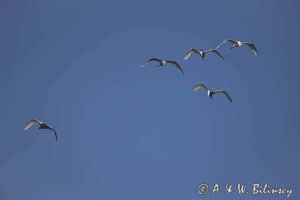 Czapla biała, Casmerodius albus, Ardea alba, Egretta alba