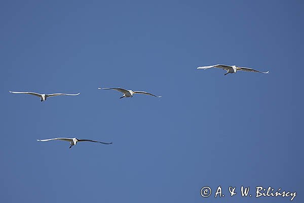 Czapla biała, Casmerodius albus, Ardea alba, Egretta alba