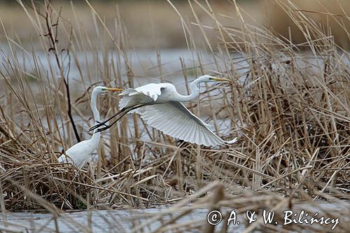 czapla biała, Casmerodius albus, Ardea alba, Egretta alba