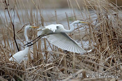 czapla biała, Casmerodius albus, Ardea alba, Egretta alba