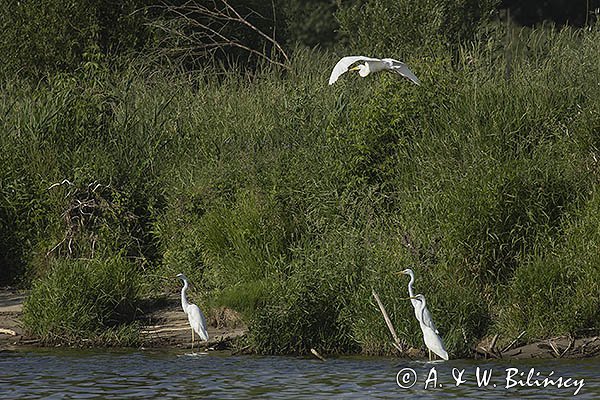 Czapla biała, Casmerodius albus, Ardea alba, Egretta alba