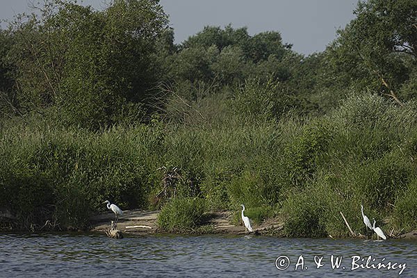 Czapla biała, Casmerodius albus, Ardea alba, Egretta alba