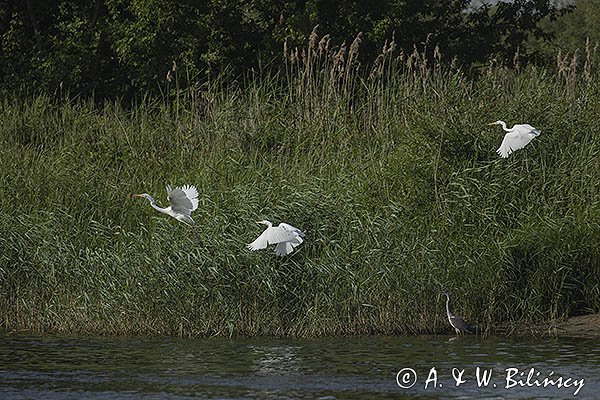 Czapla biała, Casmerodius albus, Ardea alba, Egretta alba