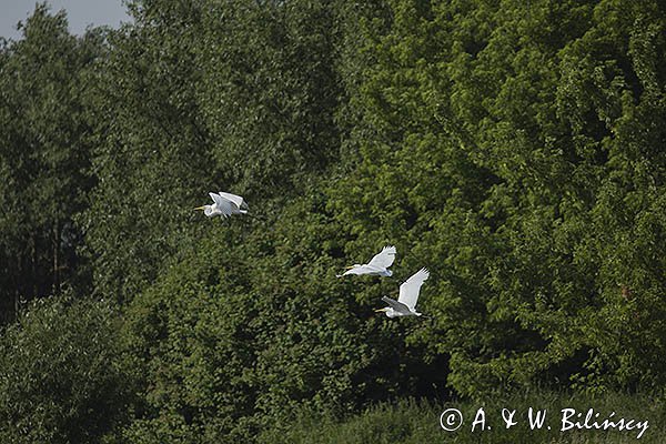 Czapla biała, Casmerodius albus, Ardea alba, Egretta alba