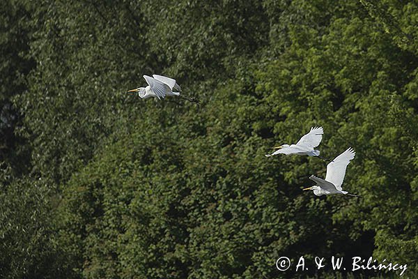 Czapla biała, Casmerodius albus, Ardea alba, Egretta alba