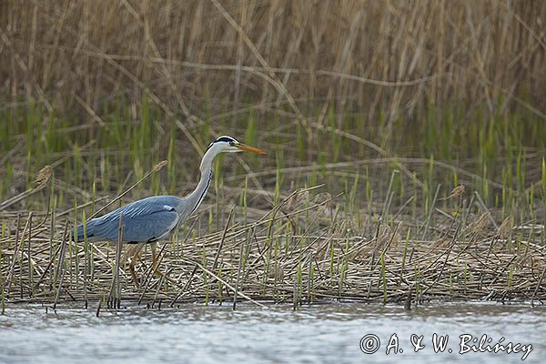 Czapla siwa, Ardea cinerea