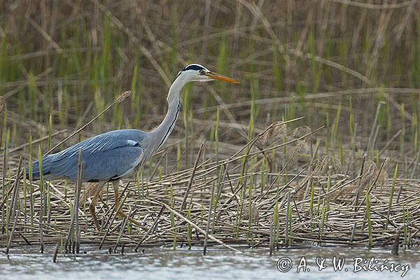 Czapla siwa, Ardea cinerea