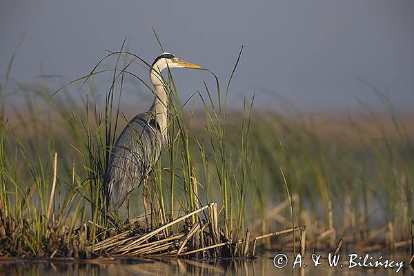 Czapla siwa, Ardea cinerea