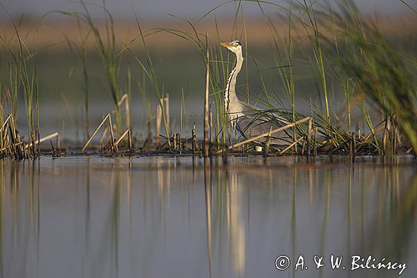 Czapla siwa, Ardea cinerea