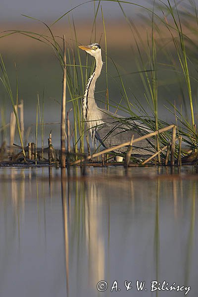 Czapla siwa, Ardea cinerea