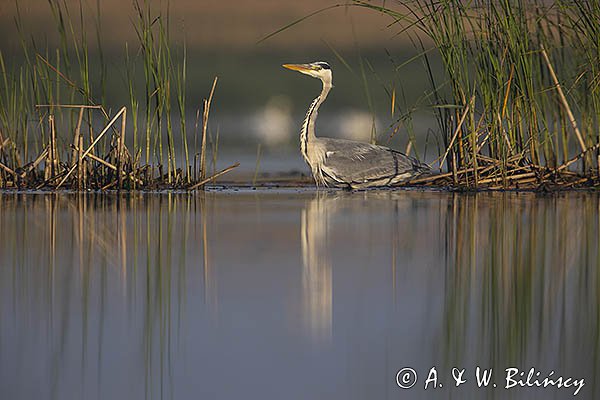 Czapla siwa, Ardea cinerea