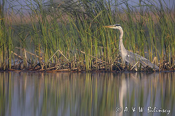 Czapla siwa, Ardea cinerea