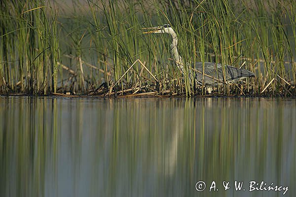 Czapla siwa, Ardea cinerea