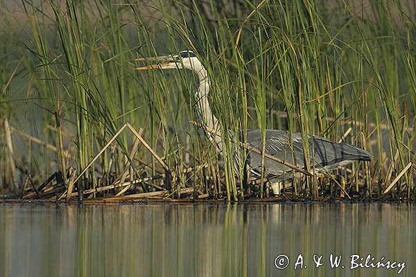 Czapla siwa, Ardea cinerea