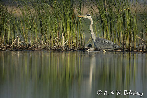 Czapla siwa, Ardea cinerea