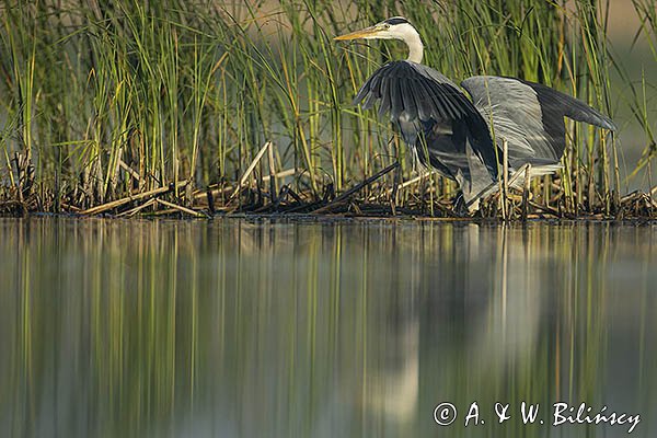 Czapla siwa, Ardea cinerea