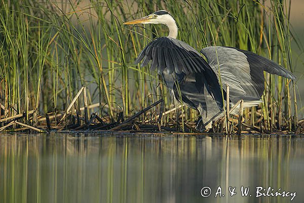 Czapla siwa, Ardea cinerea