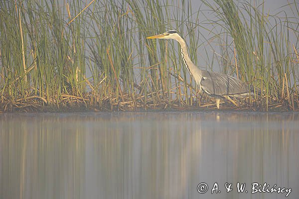 Czapla siwa, Ardea cinerea