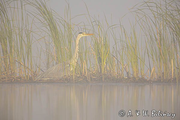 Czapla siwa, Ardea cinerea