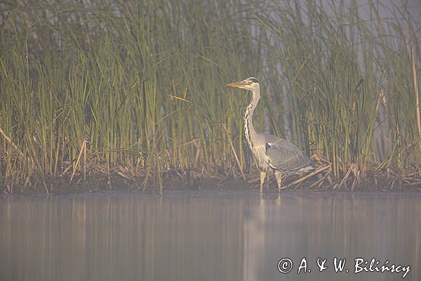 Czapla siwa, Ardea cinerea