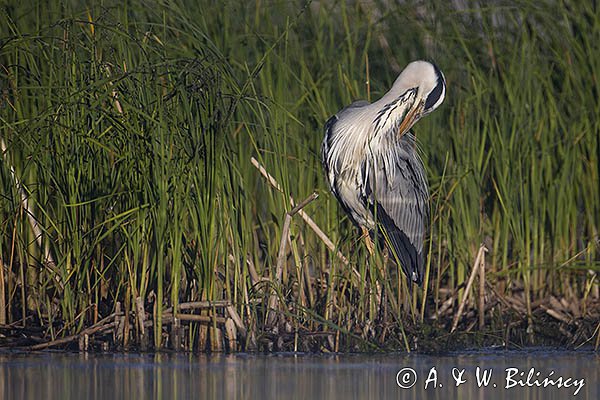 Czapla siwa, Ardea cinerea