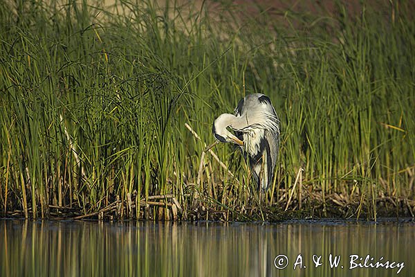 Czapla siwa, Ardea cinerea