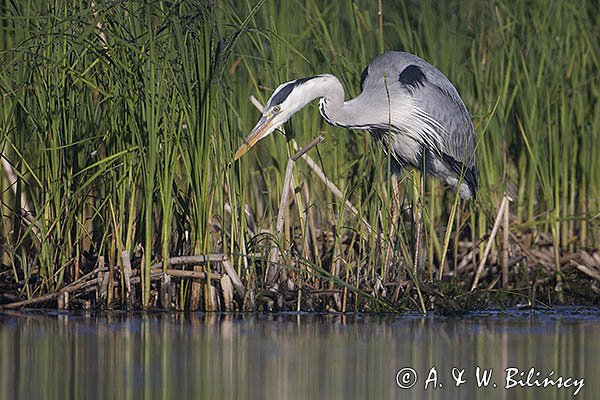 Czapla siwa, Ardea cinerea