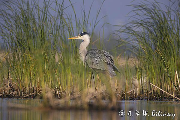 Czapla siwa, Ardea cinerea