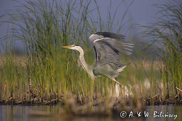 Czapla siwa, Ardea cinerea