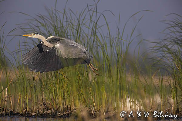 Czapla siwa, Ardea cinerea