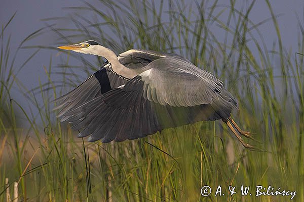 Czapla siwa, Ardea cinerea