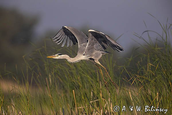 Czapla siwa, Ardea cinerea