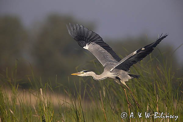 Czapla siwa, Ardea cinerea