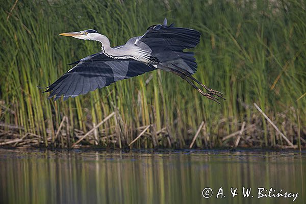 Czapla siwa, Ardea cinerea