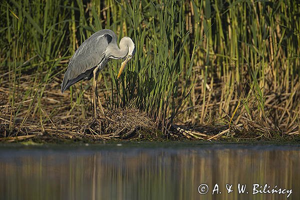 Czapla siwa, Ardea cinerea