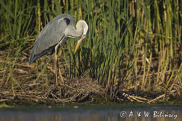 Czapla siwa, Ardea cinerea